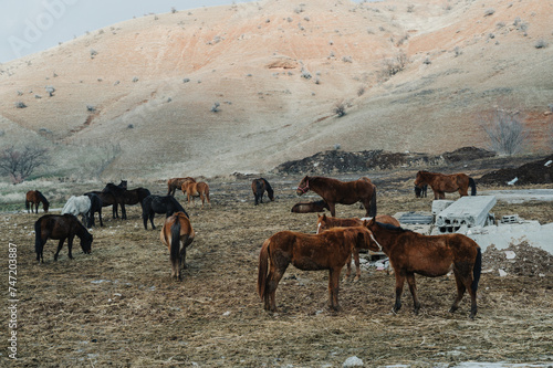 A herd of horses graze at the foot of the mountain