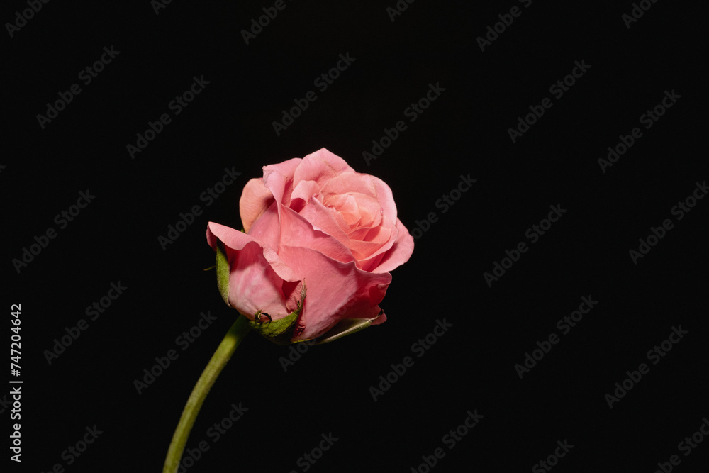 Beautiful pink Rose close up on dark background. Beautiful pink Rose close up on dark background.
