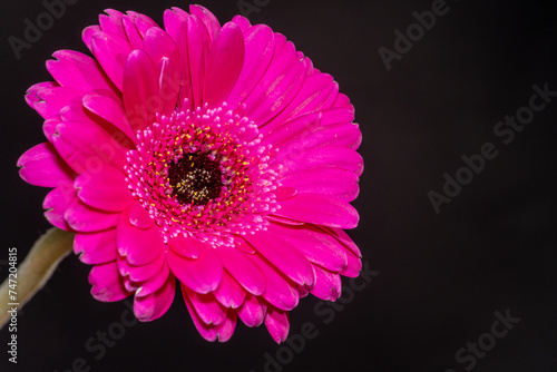 Beautiful blooming pink gerbera daisy flower on black background. text space availible.
