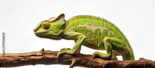 A green Jacksons chameleon, Chamaeleo jacksonii merumontanus, is perched on a tree branch. The chameleon appears to be shedding its skin. This scene takes place against a white backdrop, possibly on