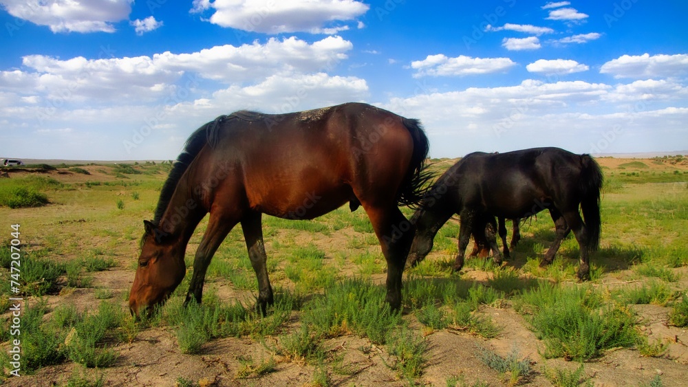 Southern Mongolia