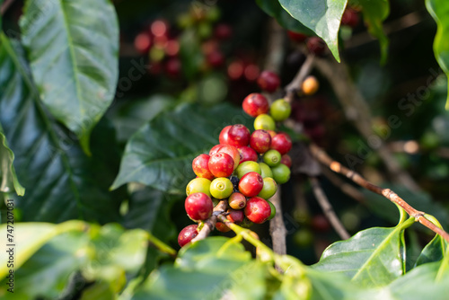 red cherry coffee bean on tree  