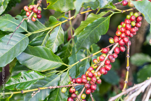 fresh coffee cherry on the coffee tree