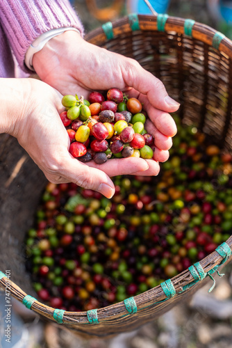 harvest coffee beans from the coffee farm