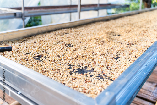 Drying parchment coffee beans in the sun