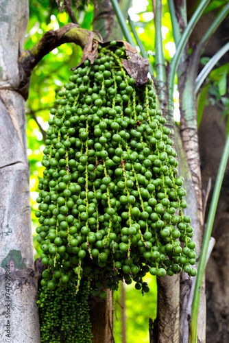 Fishtail palm fruits hanging on tree