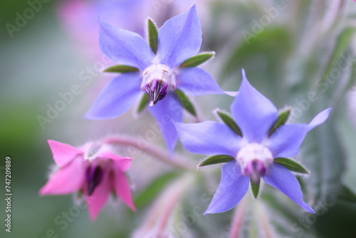 春の庭に咲く小さな紫色の花