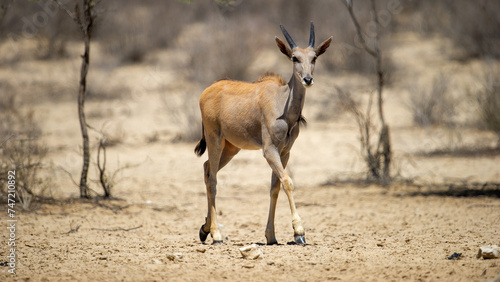 Eland ( Tragelaphus oryx) Kgalagadi Transfrontier Park, South Africa