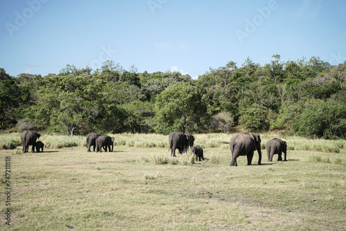 The image shows a herd of elephants standing in a field. The elephants are in their natural habitat  surrounded by grass  trees  and a cloudy sky.