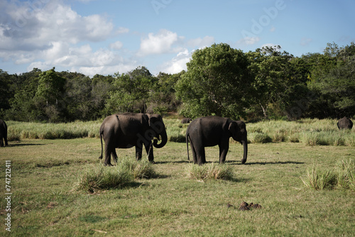 Two elephants standing near the trees.                   