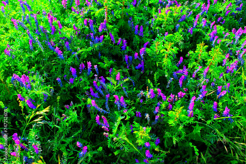 Foto Rich scenery in Piani di Ragnolo near Sibillini Mountains with blue fodder vetch