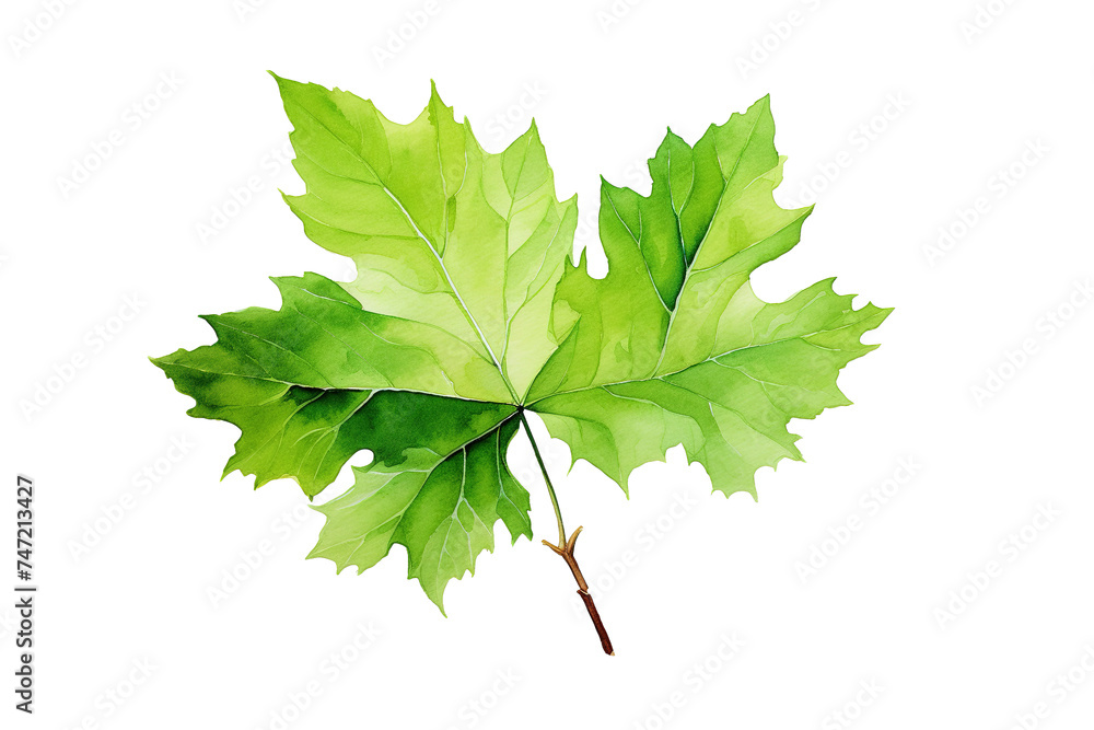 Fototapeta premium Green Leafy Branch Against White Background