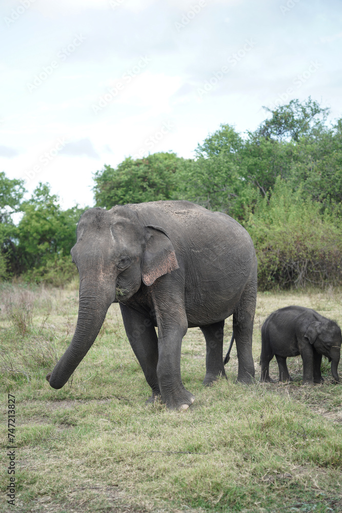 elephants at the jungle in sri lanka.