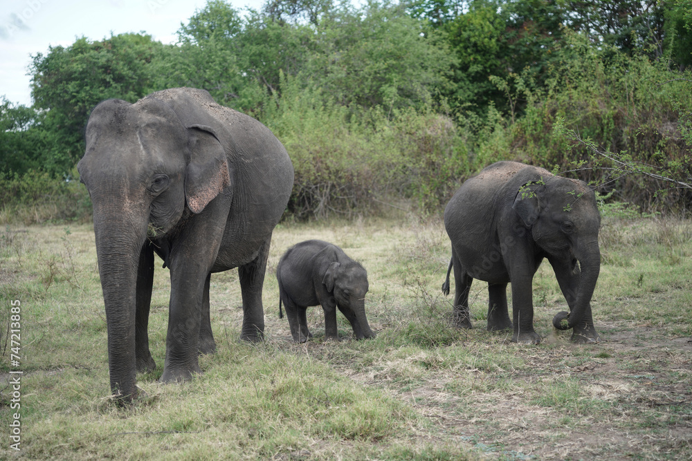 Fototapeta premium elephants at the jungle in sri lanka.