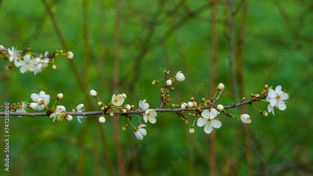 White flowers with buds on the branch on green background White flowers with buds on the branch on green background