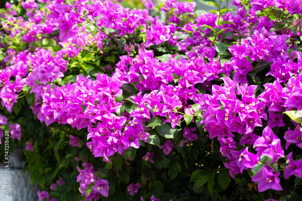 Beautiful bougainvillea flowers with green leaves