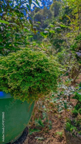green moss on the flower pot