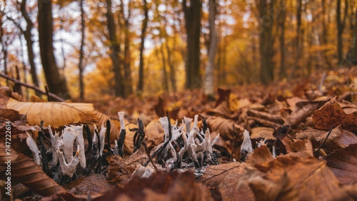 Candelsnuff fungus grown in the forest among the colorful autumn leaves. Poisonous mushroom also called Xylaria Hypoxylon photo