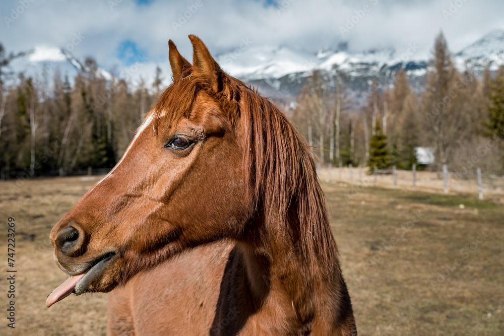 Obraz premium Tatras zoo