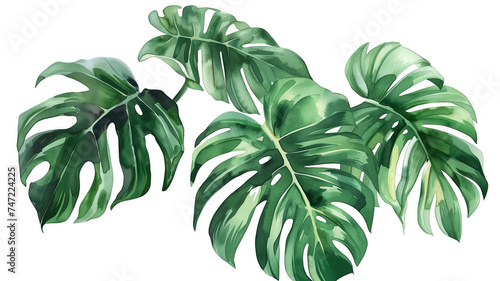 Exotic Tropical Foliage  Palm Leaves  Monstera  and More - Watercolor Vector Illustration on White Background