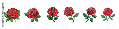 Red roses hand drawn color set., Rose vector icon, Blooming Red Flower Rose. Realistic vector elements set of red roses