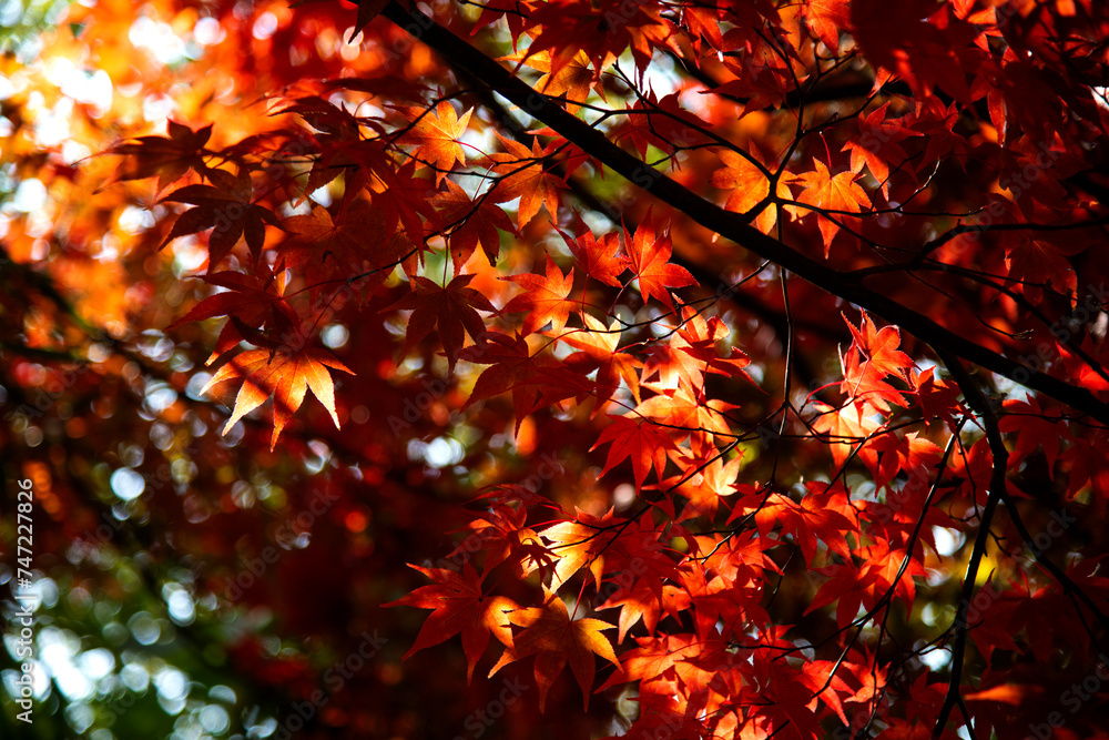 The red maple leaves in the Buddhist temple building The red maple leaves in the Buddhist temple building