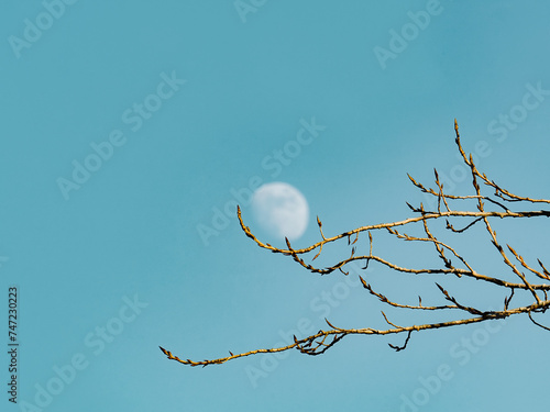 Moon peeking through tree branches at daytime photo