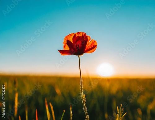 Flower on grass field and blue sky with sunset.