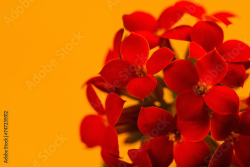 Red Kalanchoe flowers closeup with yellow background