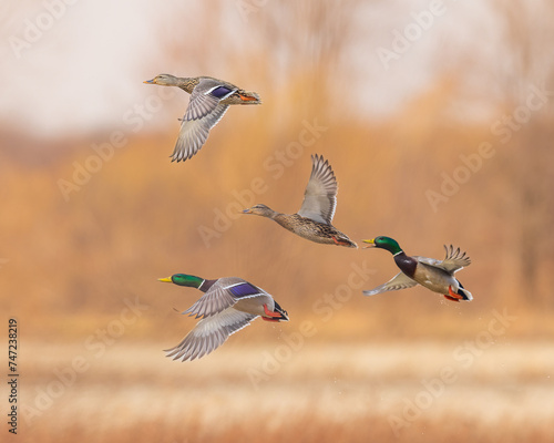 Obraz na plátně Group of mallard ducks in flight