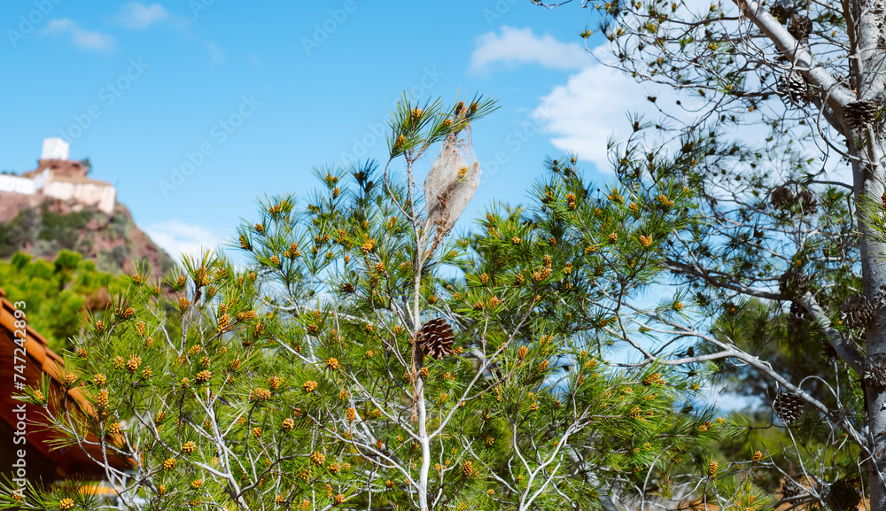 pine tree with a pine processionary tent pine tree with a pine processionary tent