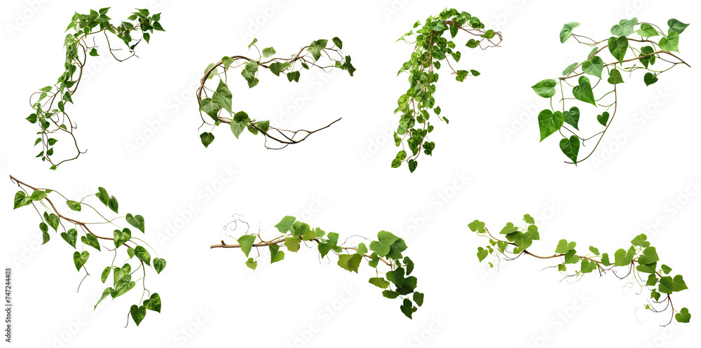 Set of green leaves from Javanese treebine or grape ivy (Cissus spp.), a jungle vine and hanging ivy plant bush foliage, isolated on a white background with a clipping path.	
 - obrazy, fototapety, plakaty 