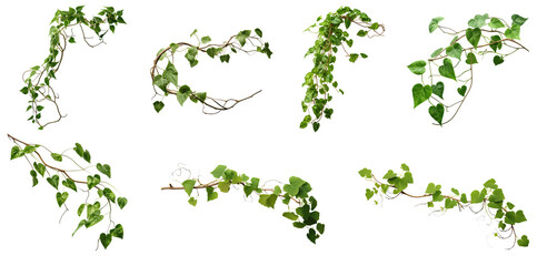 Set of green leaves from Javanese treebine or grape ivy (Cissus spp.), a jungle vine and hanging ivy plant bush foliage, isolated on a white background with a clipping path.	
