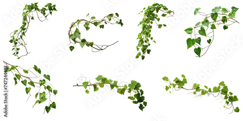 Set of green leaves from Javanese treebine or grape ivy (Cissus spp.), a jungle vine and hanging ivy plant bush foliage, isolated on a white background with a clipping path.	
 photo