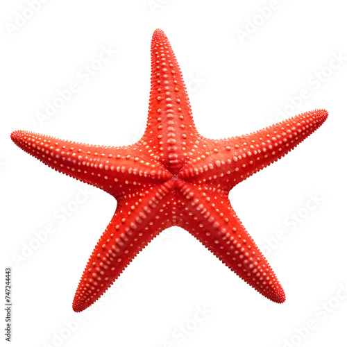 red color star fish PNG
