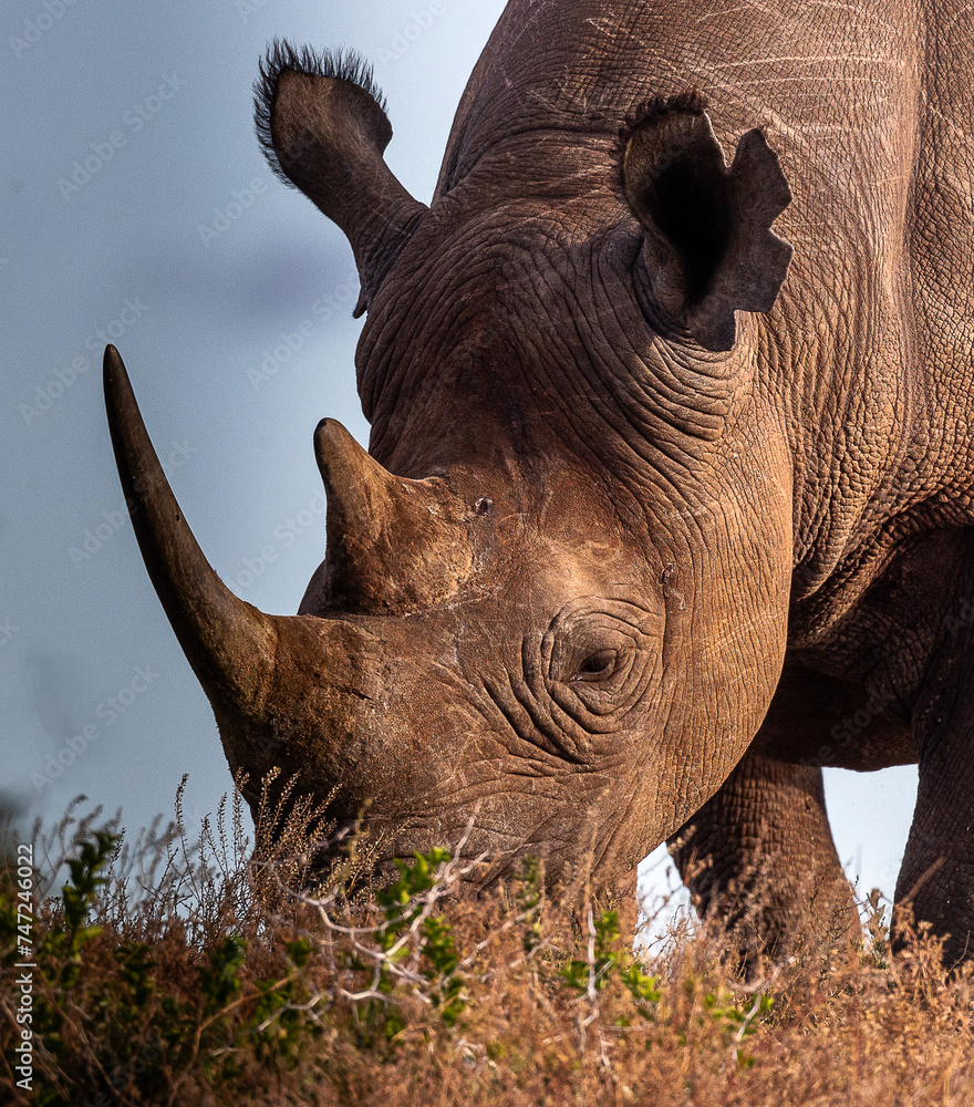 Side view of rhino head eating