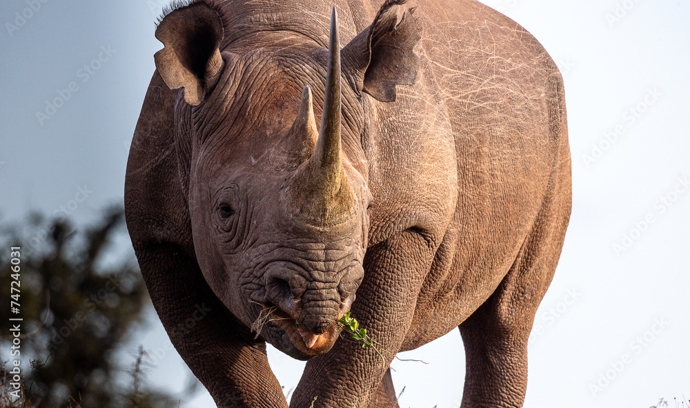 Black rhino in African safari
