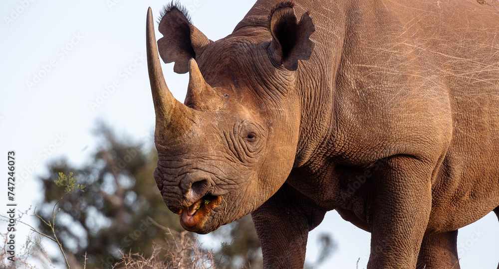 Portrait of a black rhino