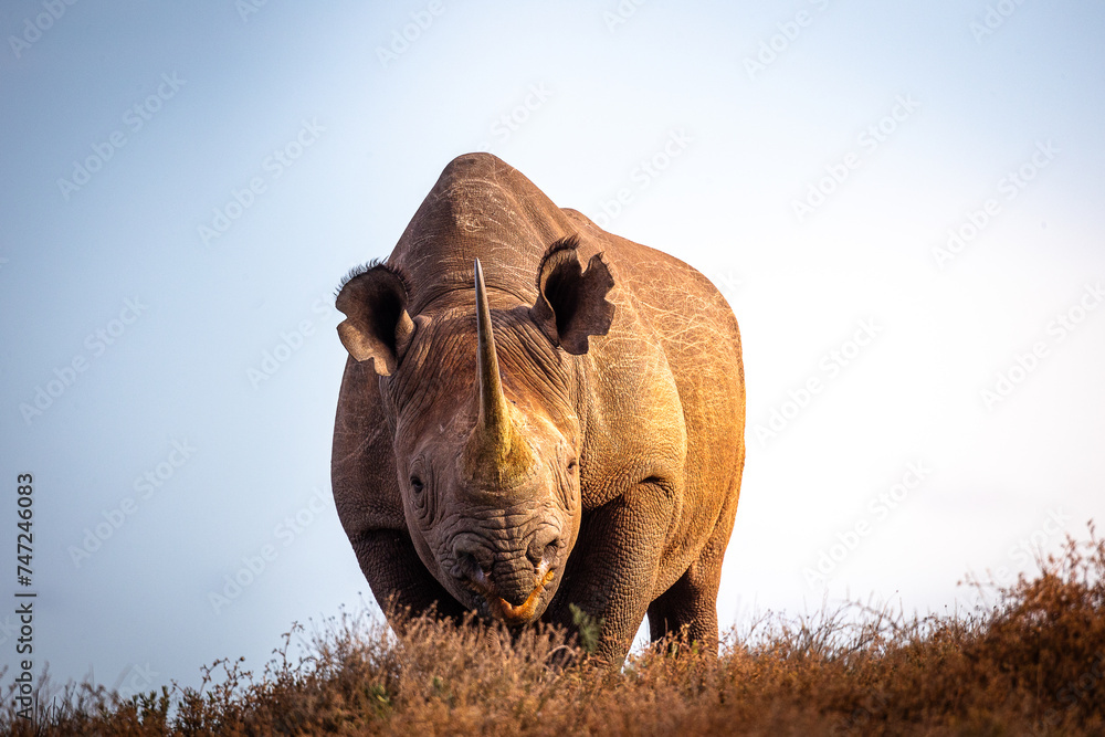 Black Rhino on safari