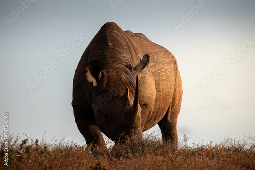Dramatic rhino in wild Africa