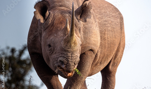 Obraz na płótnie Black rhino in African safari w salonie