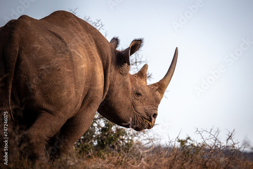 Side view of black rhino head portrait