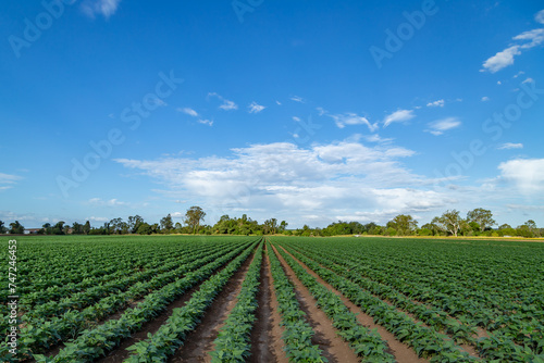rows of field