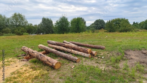 On a grassy lawn surrounded by deciduous trees, a small stack of pine logs was stacked for further transportation for industrial processing. Cloudy summer weather