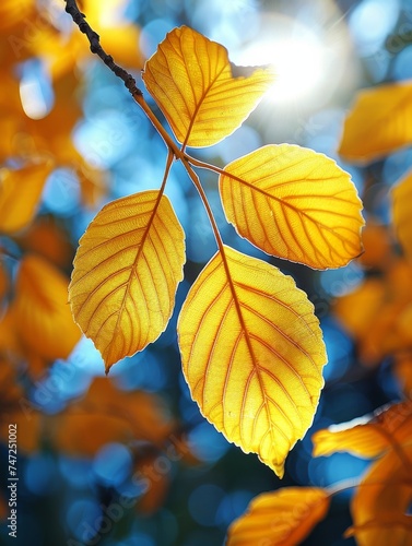 Yellow Leaves Branch Against Blue Sky