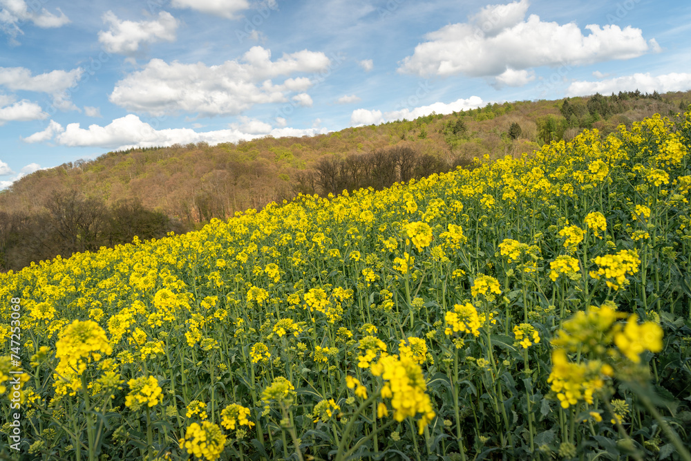 Blooming rapeseed field on the hillside 