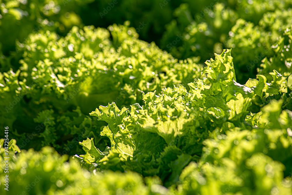 Hydroponic vegetables salad. Health food concept. Hydroponic vegetables salad. Health food concept.