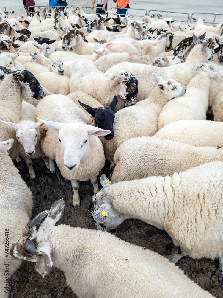 Sheep being gathered in sheepfold at Narin Strand Sheep being gathered in sheepfold at Narin Strand