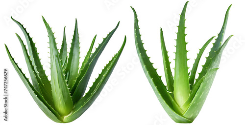 Aloe vera plant isolated background - clipping path included