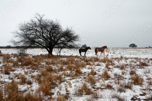 Fototapeta Naklejka Na Ścianę i Meble -  Snowy landscape in rural environment in La Pampa, Patagonia,  Argentina.